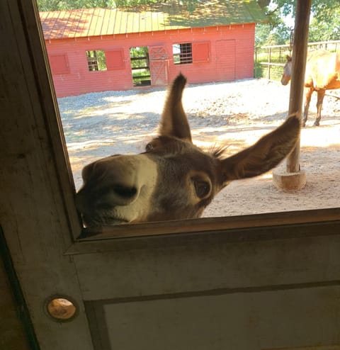 Penny the Mini Donkey wondering when dinner will be served

