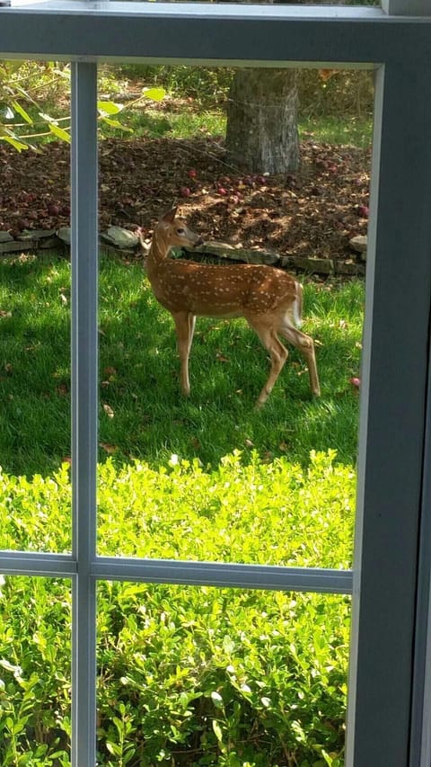 A deer one morning outside my bathroom window. There are LOTS of deer in the driveway, they eat all the apples (I live on an old apple orchard)