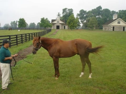Smarty Jones at Three Chimney's Farm