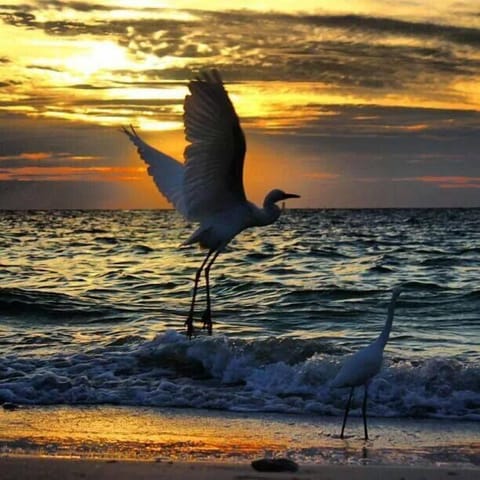 Indian Rocks Beach