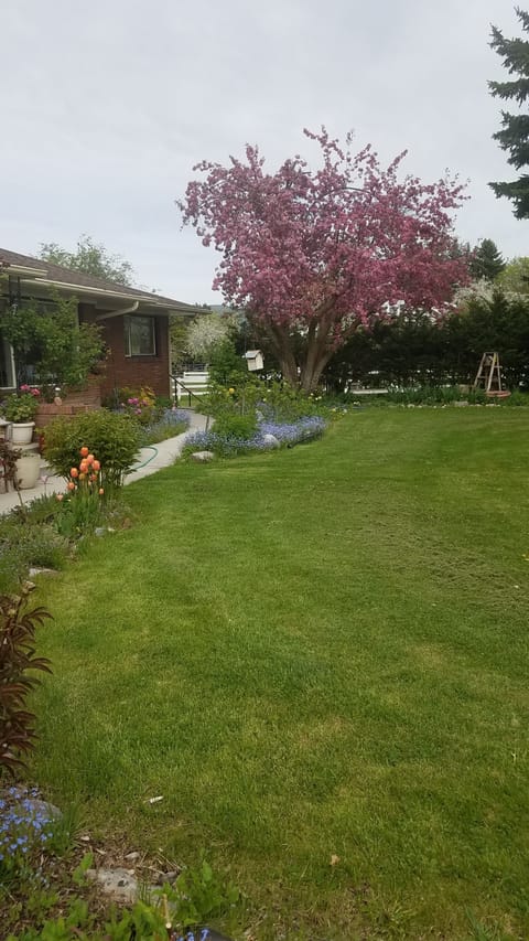 Front yard in springtime