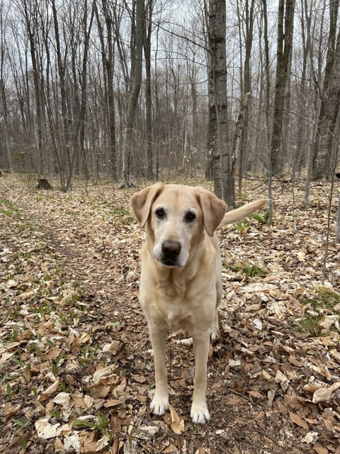 Tell your dog, the walking trails are great!