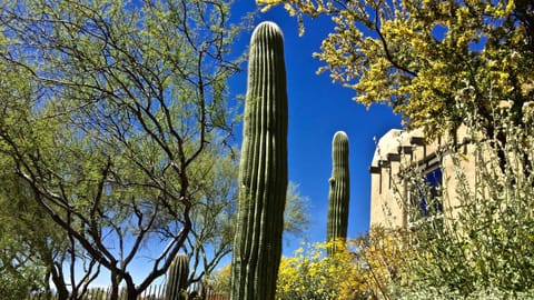 An acre of natural desert surrounds this home offering privacy + tranquility