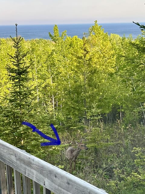 Grazing friends may join you for breakfast or dinner.