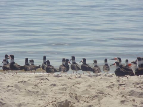 Seagulls at Port Charlotte Beach 1 mile down the street at Alligator Bay