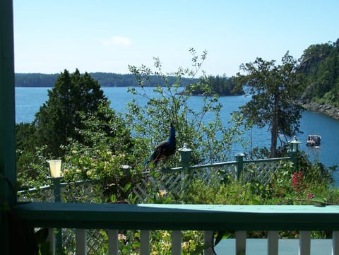 Exceptional views encircle Maggie's Manor. Even a local peacock enjoys the view.