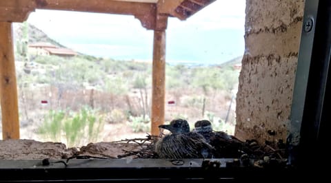 The 16" thick window sills make great nests. A lucky guest saw these Doves hatch