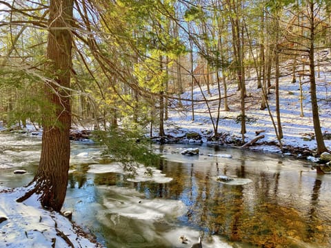 Backyard. Winter time.