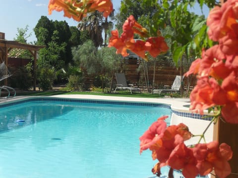 Pool with shaded lounge