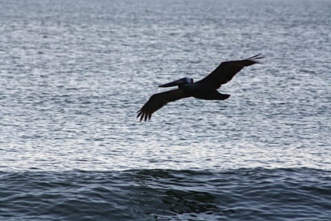 Pelican in flight