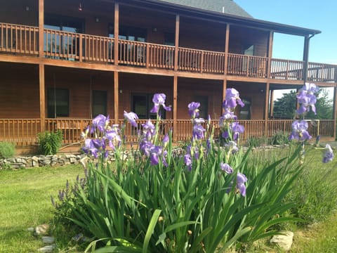 Irises in bloom this past May.