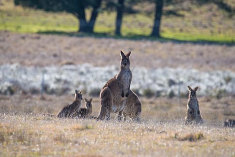 Some of our local native wildlife