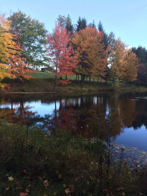pond in autumn