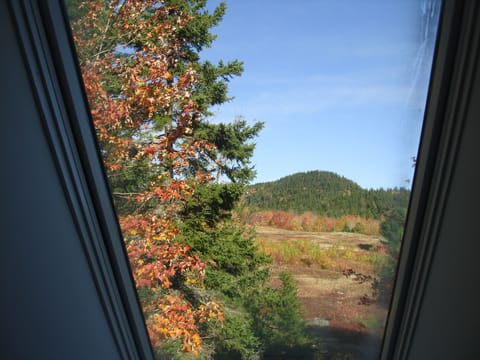 Fall Colors from Skylight