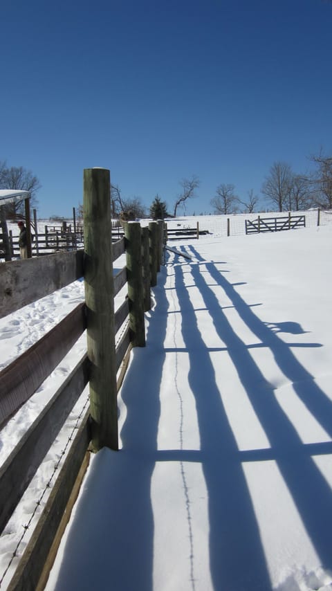 Cat walking the fence (look hard!)