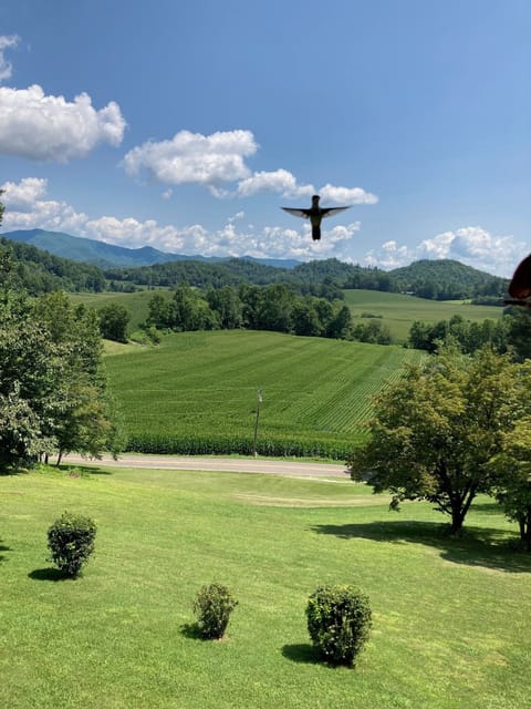 Hummingbirds put on quite a show around the feeders. Photo taken summer of '23.