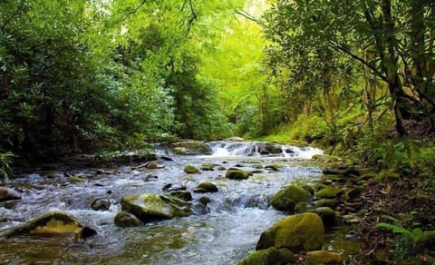 Laurelwood Falls Cabin-Waterfall View