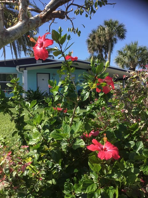 Happy Hibiscus 