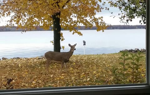 A visiting neighborhood deer