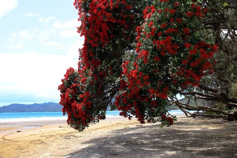 Summer at Coopers Beach
