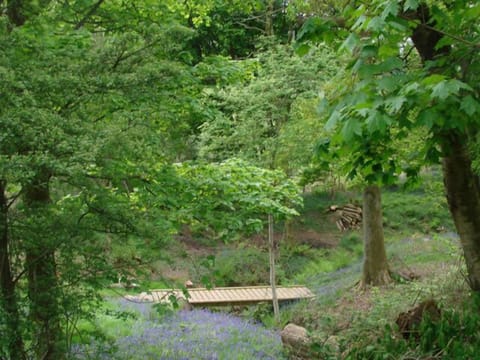 Lorn Mill's bluebell wood