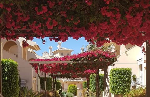 Walkway in front of house