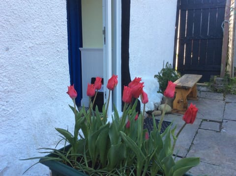 The back door opens onto a small patio and the garden beyond is full of interest