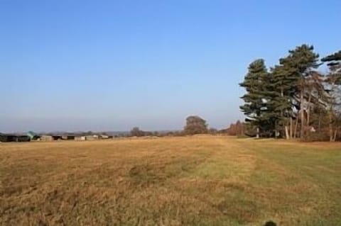 Field and Sutton Hoo Chickens