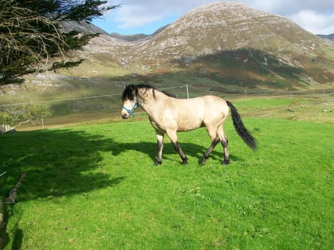 Connemara Pony by the cottage