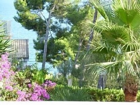 Palm Trees & Bouganvillea in the Garden
