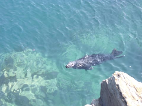 Local seal near the harbour in Newquay