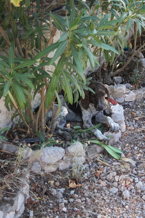 Friendly visitor outside the house