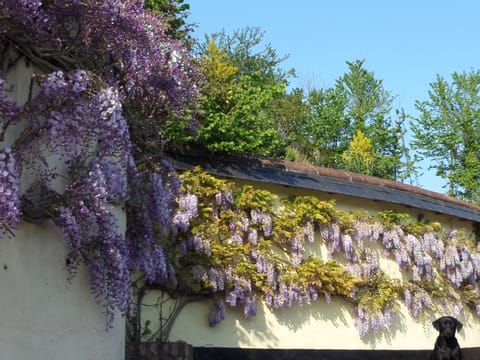 The lovely Wisteria in springtime.