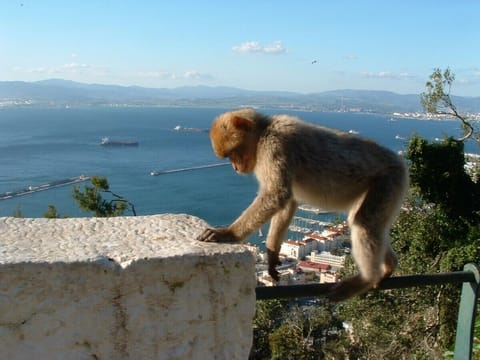 Owner having a bad day