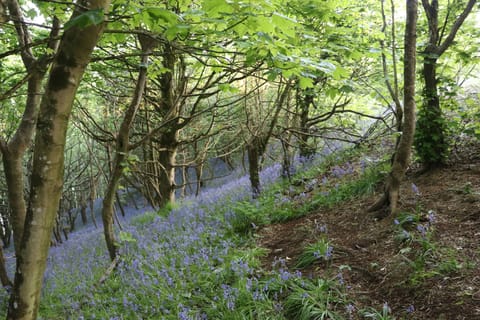 Salcombe Hill in the Spring