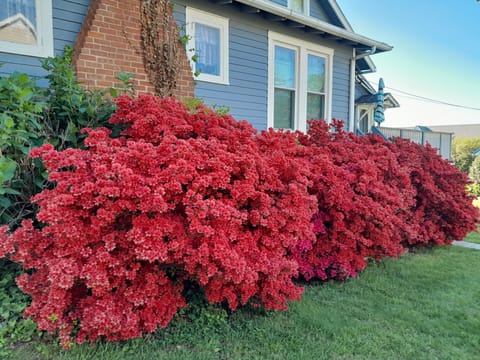Azaleas in bloom