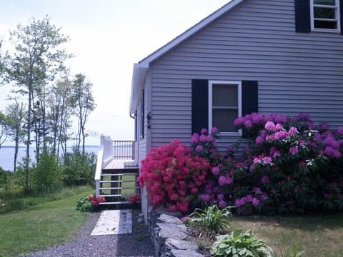 Rhododendrons blooming in June