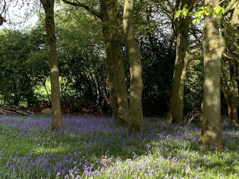 Spring Bluebell display