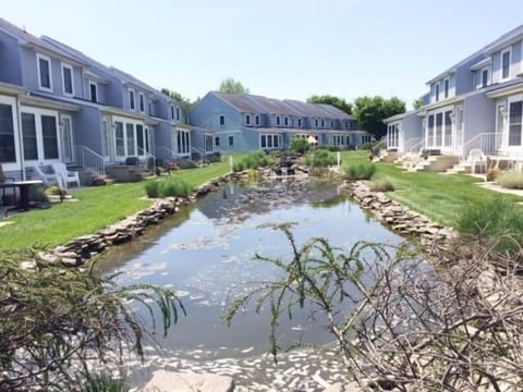 Beautiful and tranquil lily pond out back