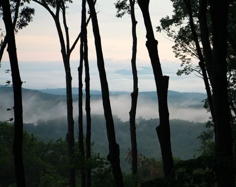 Morning mist view from the screened in porch