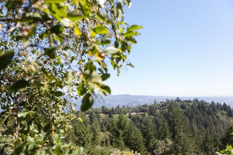 View from the house
