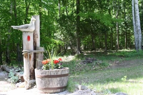 Back yard, looking into the woods.