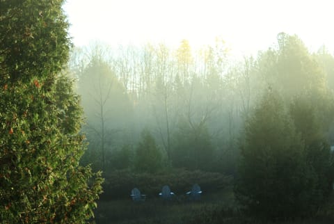 Early morning mist over the front yard.
