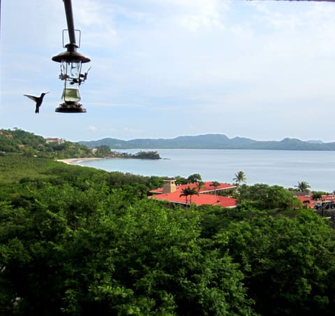 Enjoy hummingbirds and other exotic birds from our balcony.