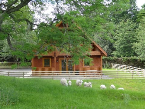 Meet the locals. Some of our sheep flock grazing in front of Fearnag Lodge.
