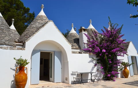The Bougainvillea in full bloom