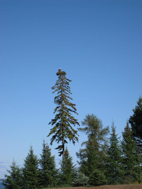 Bald Eagle living on the property 
