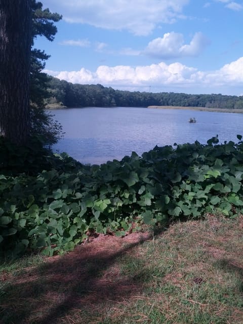 On the River - right outside the front door - upriver view. 