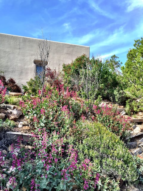 Hummingbirds love the penstemons in the gardens!