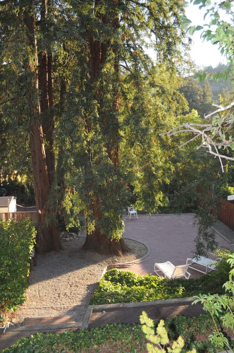 View to lower yard with 6 redwood trees
